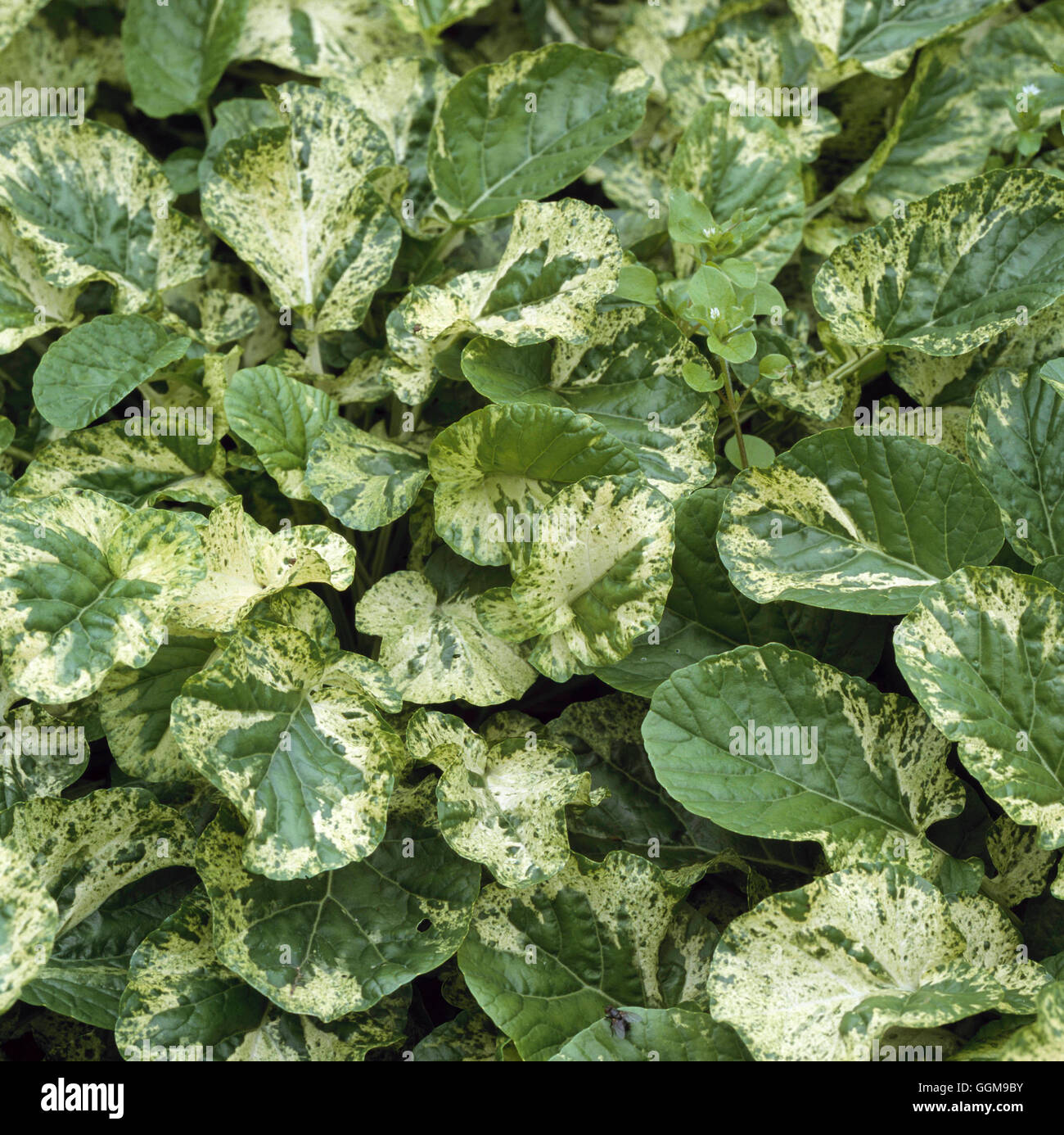 Cress - Variegated American Land Cress - (Barbarea vulgaris `Variegata')   VEG103077     Photos Hort Stock Photo